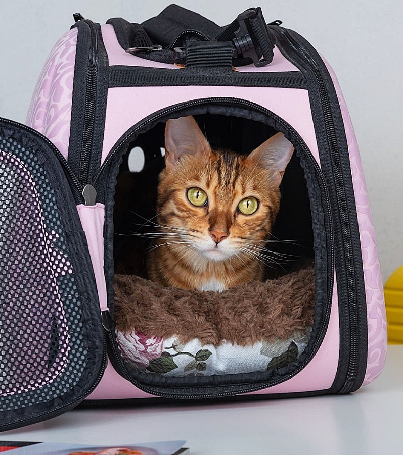 Chat dans une caisse de transport