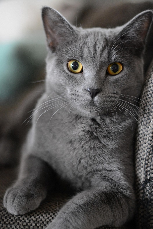 Chat gris voyage