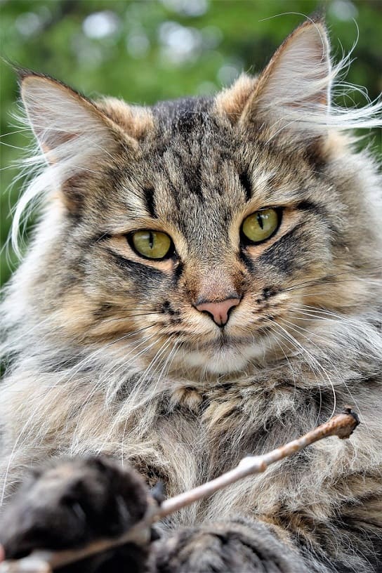 Chat gris