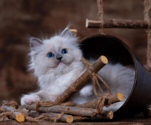 Chaton - nom B