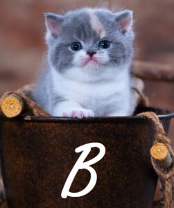 Chat chaton en B
