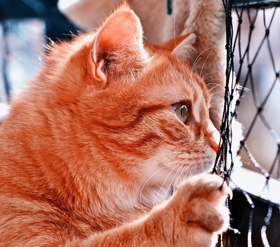 Filet de protection pour chat
