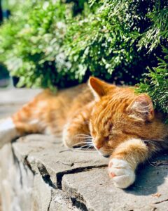 Chat - Côté KUBE