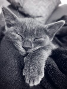 Lire la suite à propos de l’article Noms de chat qui commencent par B : idées et inspirations pour 2026
