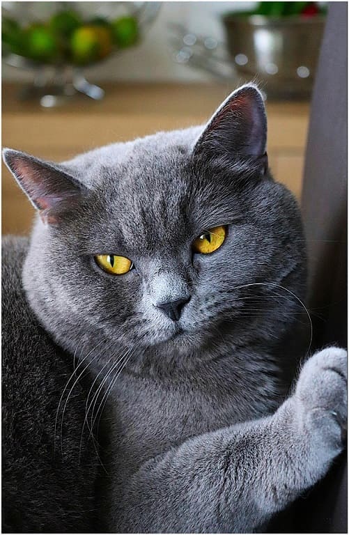 Chat british