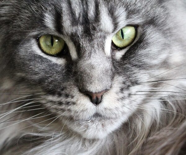 Mise bas chat Mainecoon