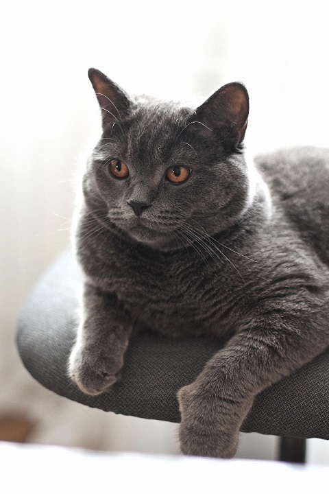 British cat- mise bas chez le chat