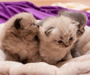 Lire la suite à propos de l’article Mise bas chez les chats : tout savoir pour accompagner votre chatte en douceur