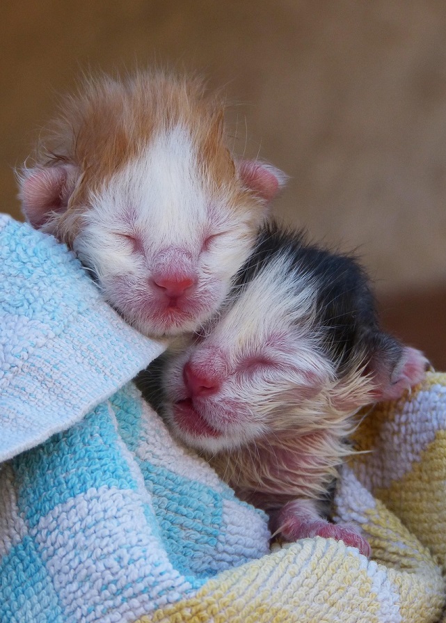 chatons mise bas chat