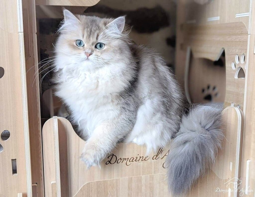 Un chat british dans sotn Côté KUBE