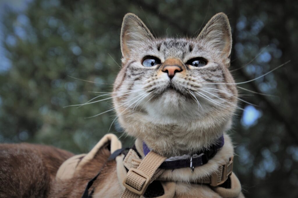 Chat en laisse déménagement