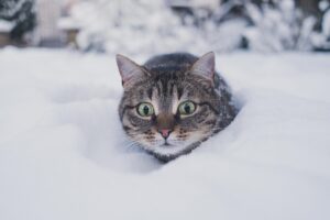 chat-dans-la-neige