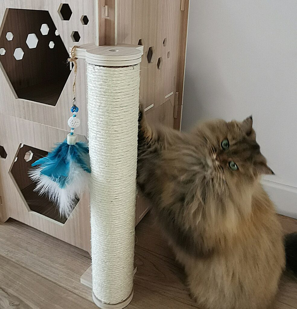 Un chat fait ses griffes sur le griffoir Côté KUBE