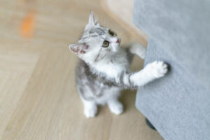 Lire la suite à propos de l’article Pourquoi mon chat griffe mes meubles et comment lui apprendre à utiliser un griffoir