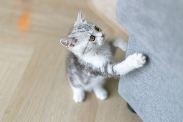 Chat fait ses griffes sur un canapé