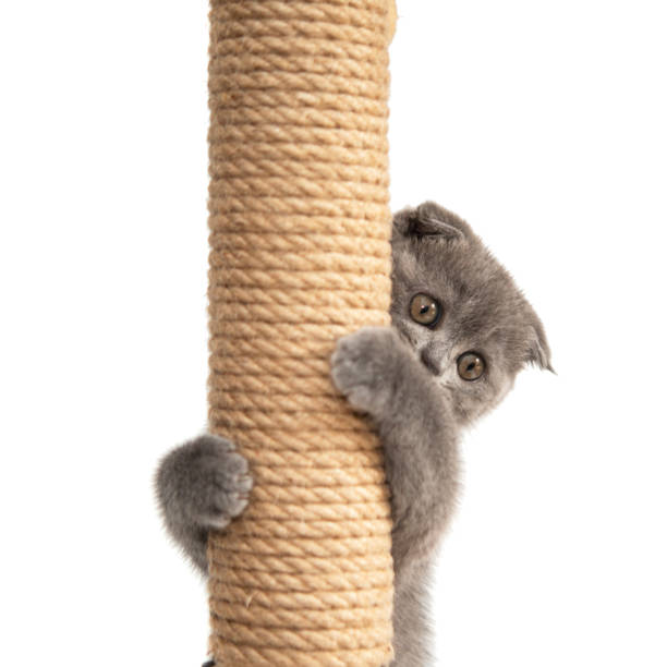 Un chaton gris sur un griffoir vertical