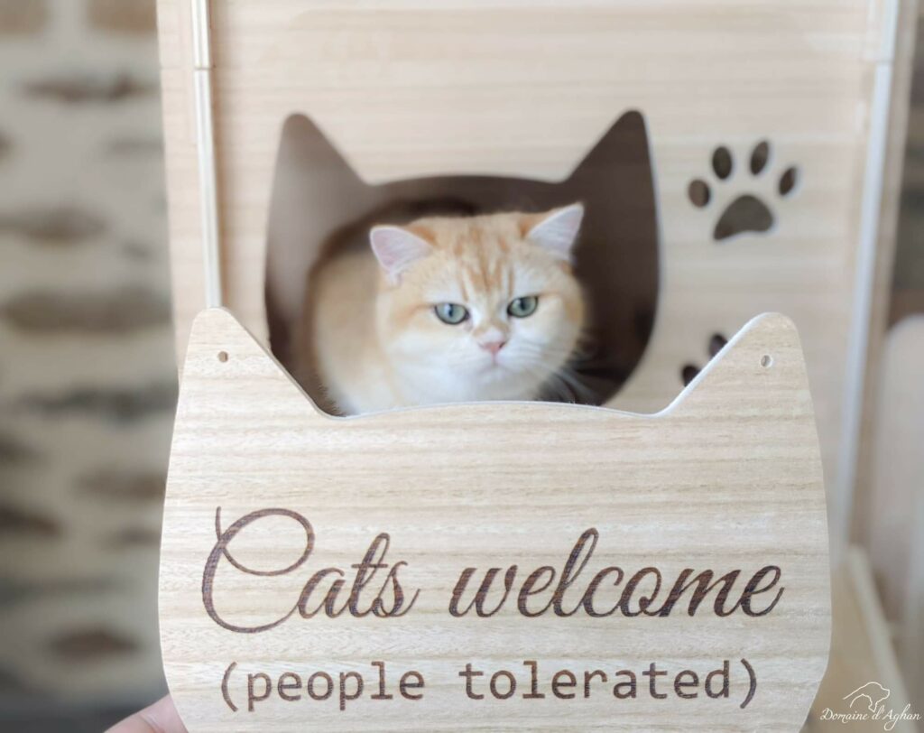 Chat british mobilier Côté KUBE