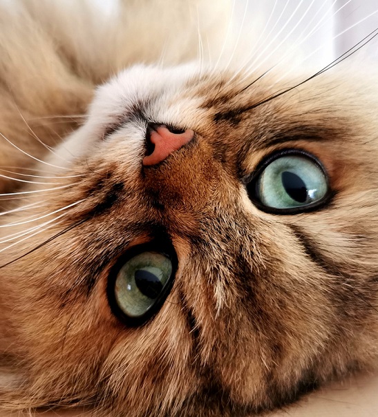 Chat British Côté KUBE