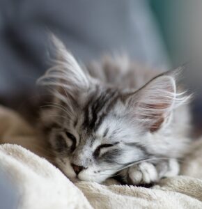 Lire la suite à propos de l’article Combien de couchages faut-il réellement pour un chat ?