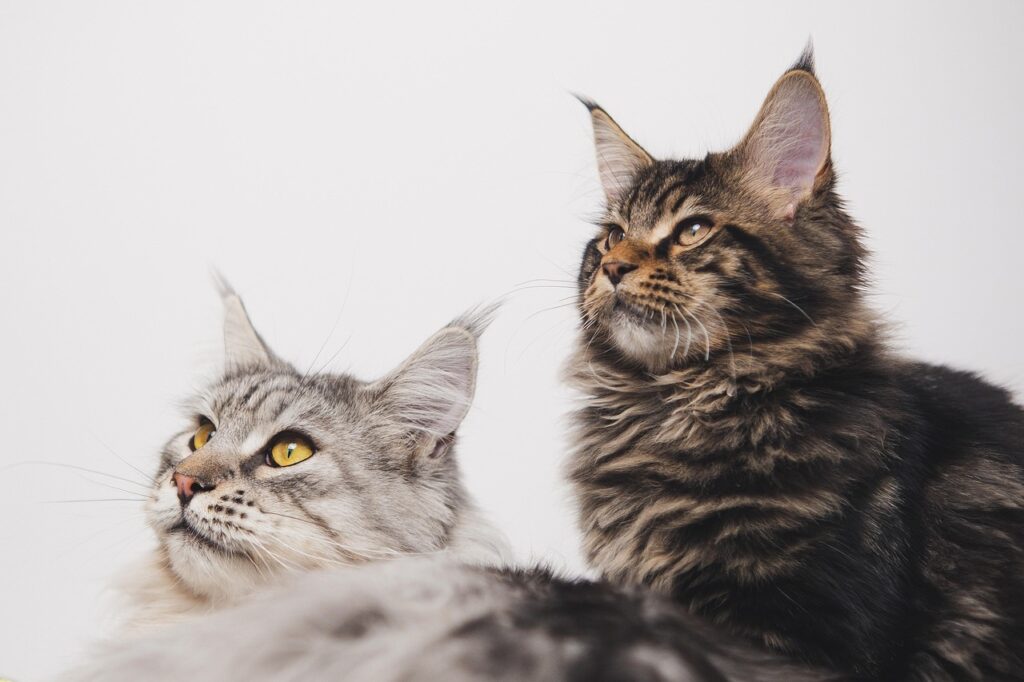 Chats Maine-coon