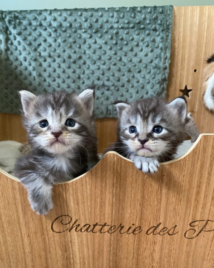 chatons maine coon