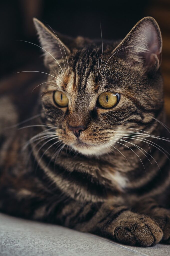 Chat gris