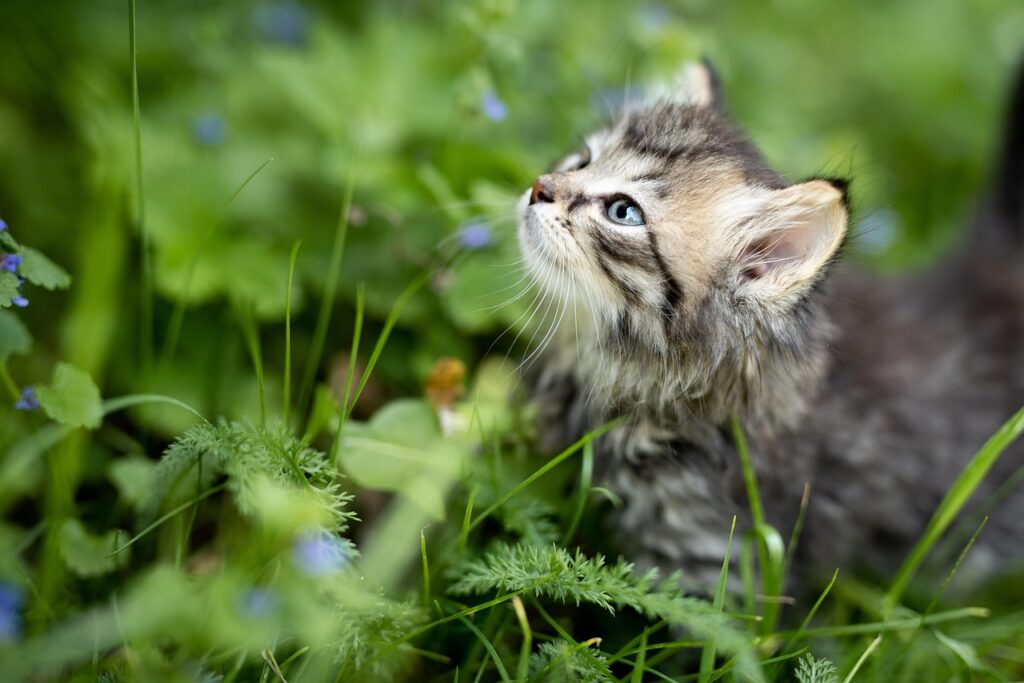 Chaton dans l'herbe