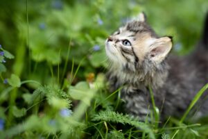 Lire la suite à propos de l’article Noms de chat qui commencent par C : idées et inspirations pour 2027