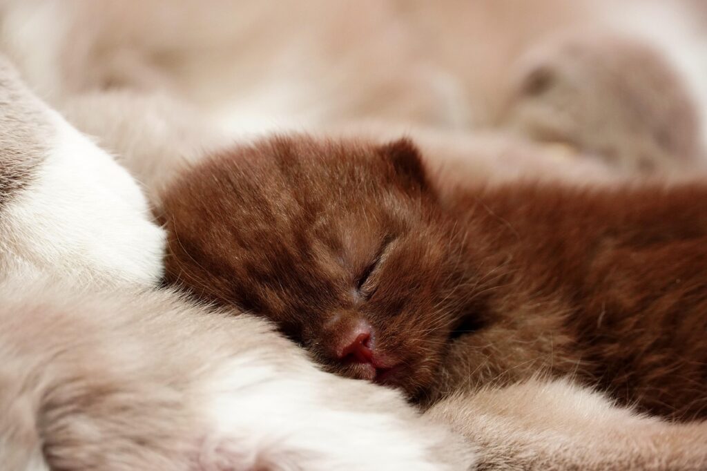 Chaton marron