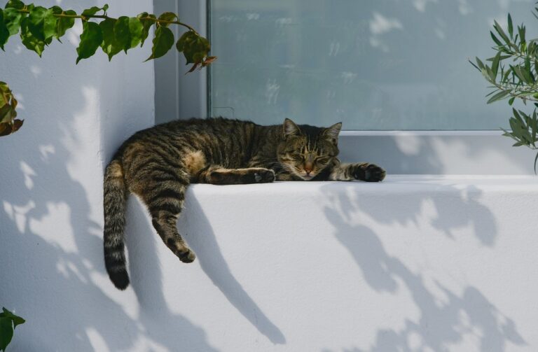 Lire la suite à propos de l’article Chat et canicule : comment le protéger d&rsquo;un coup de chaleur?