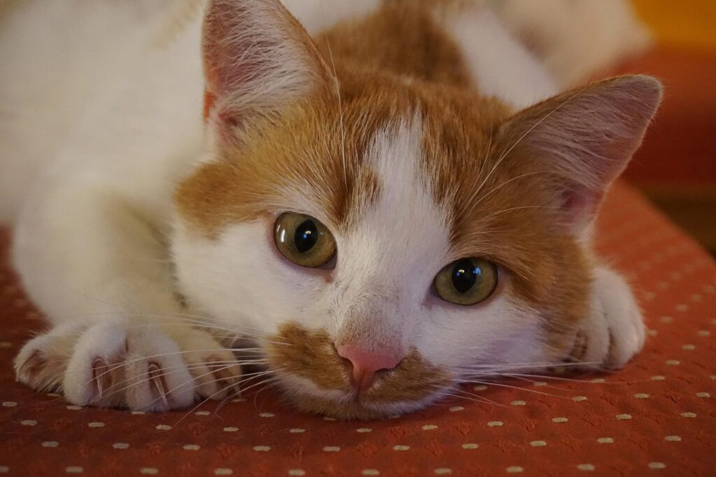chat roux et blanc