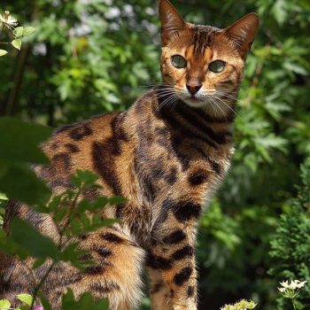Chat bengal