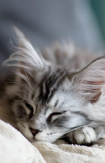 Chaton Maine-coon dort