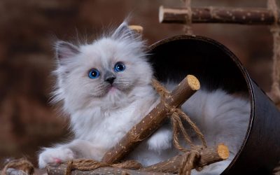 Chaton - nom B